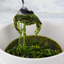 Alga con Vinagreta de Ajonjolí